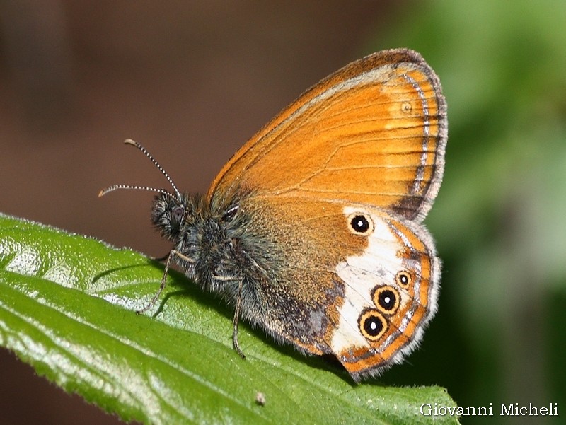 Coenonympha arcania